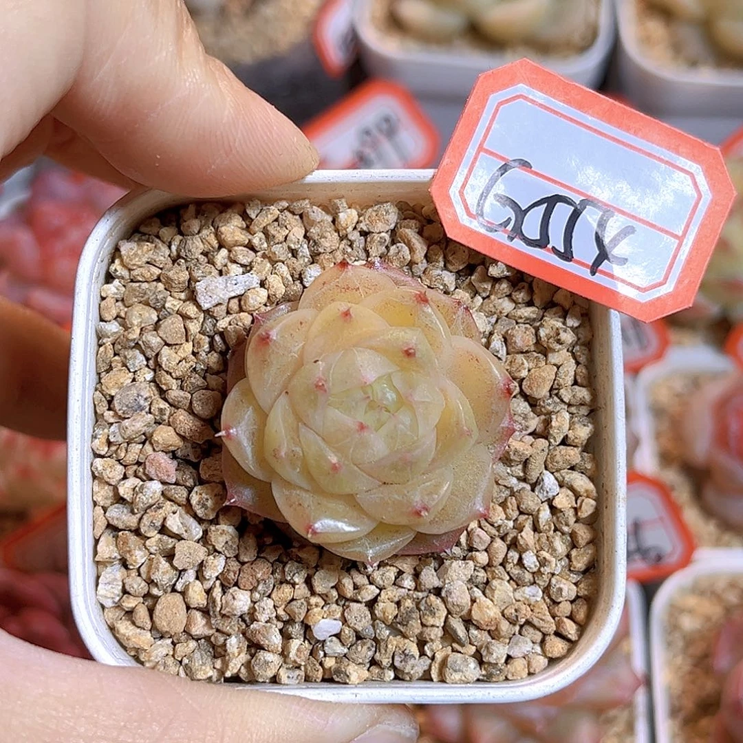 G554 清行珍妮多肉