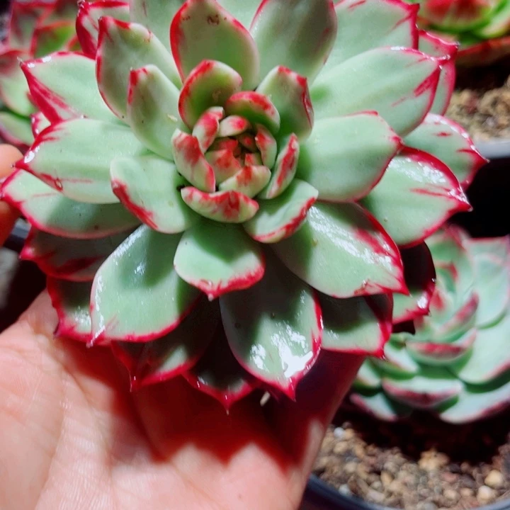 Y**a惊鸿仙子多肉植物01