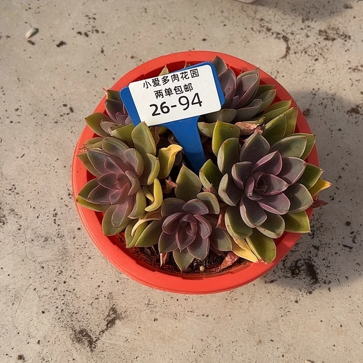 娜***姐多肉植物组合盆栽26-94