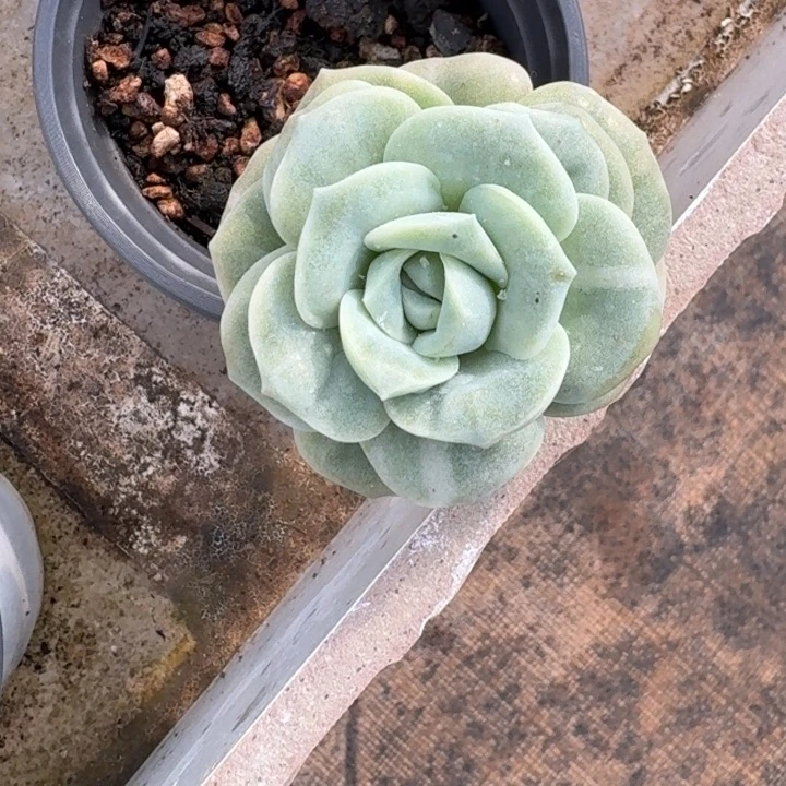 可爱玫瑰一物一拍