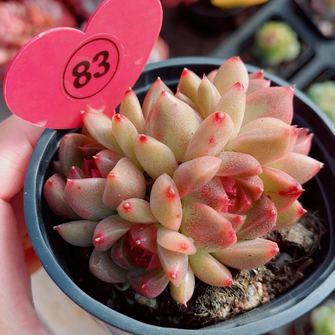 83号小老桩珍妮群