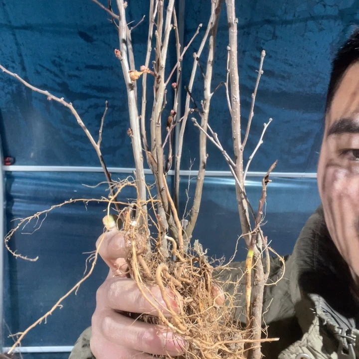 原生白寿海棠花一颗