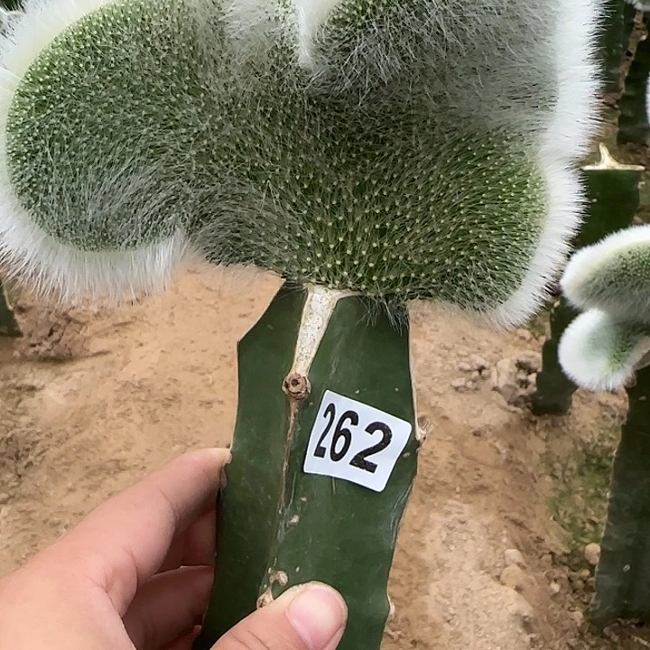 我***花无花朵嫁接九尾狐缀262
