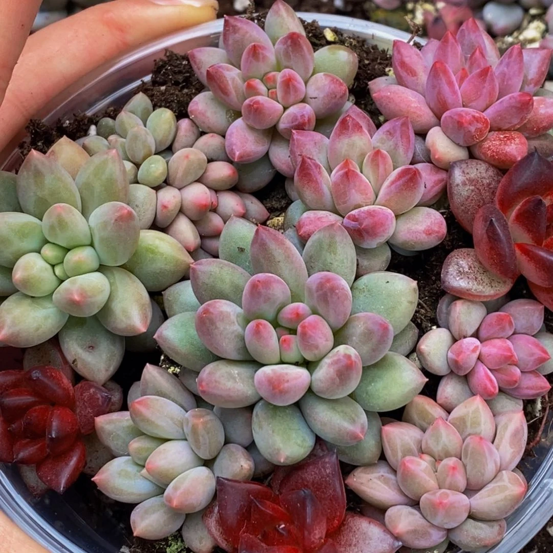 021的我是真的不知道你是