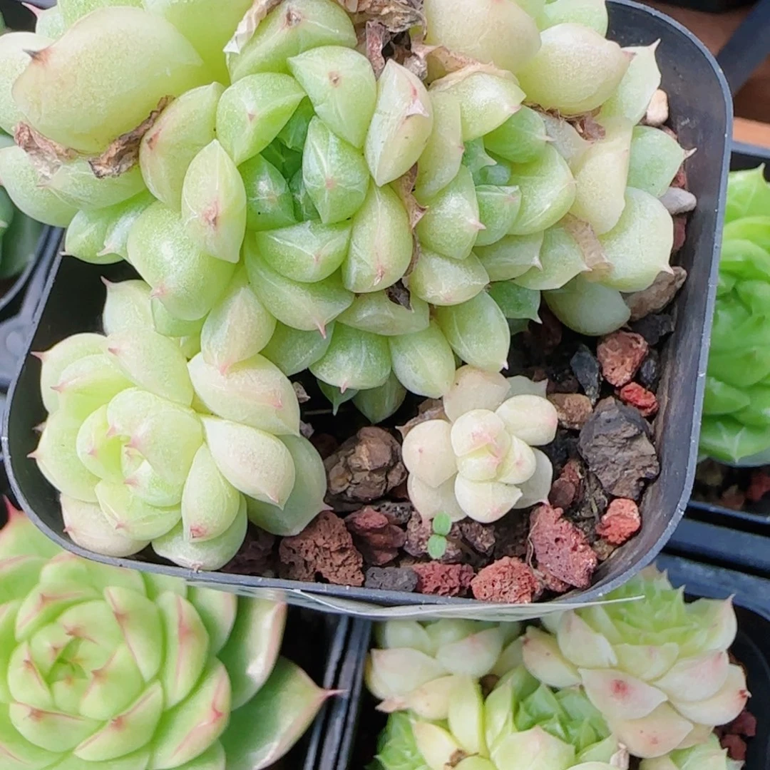 ****空花语逸镜0805-44散