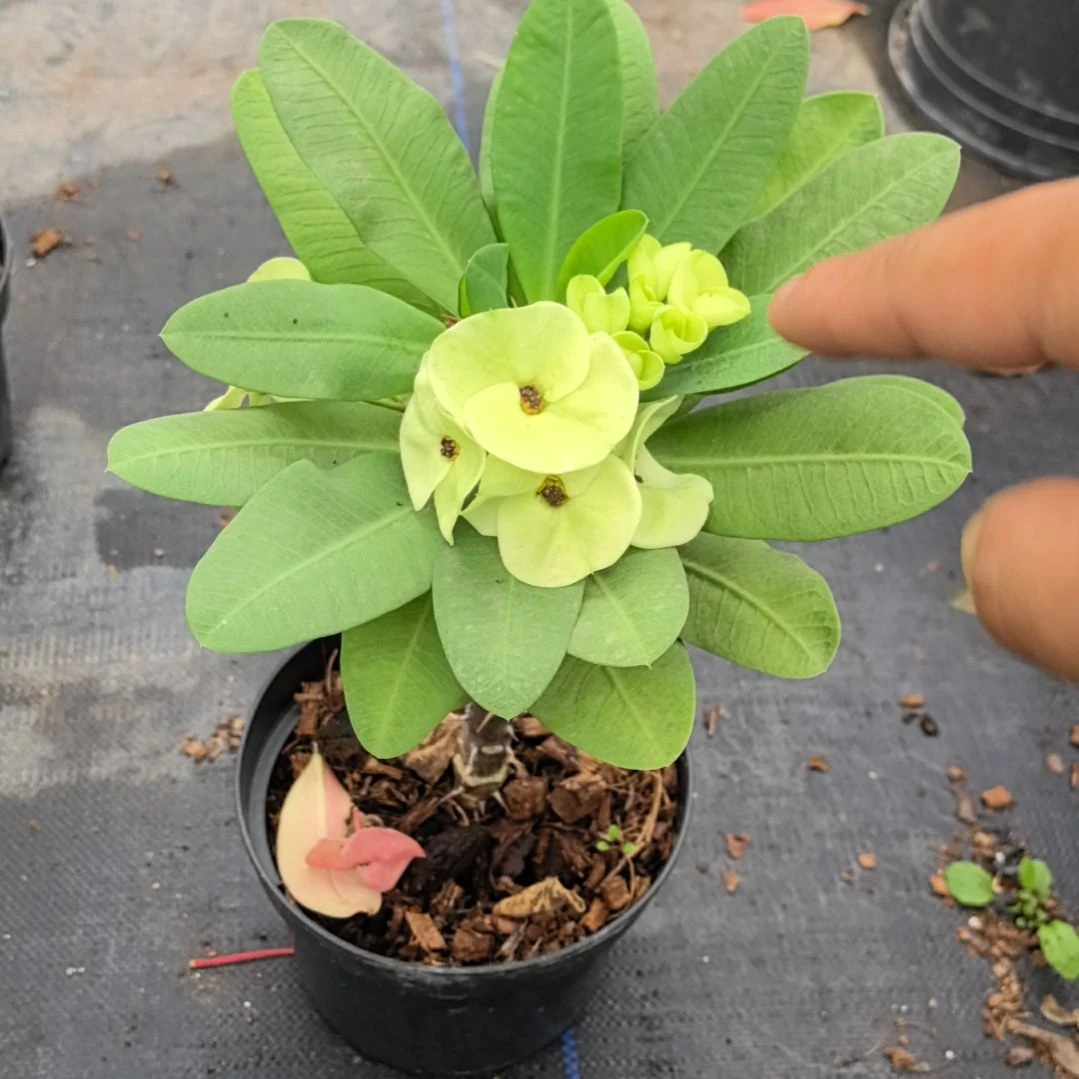 l***7完全开放钻石阿赞直播间一物一拍