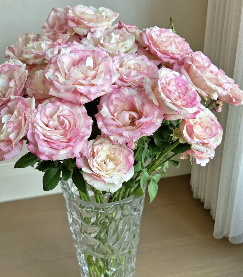 （曼）  多头霓裳8支+2支防损 鲜花任意满2单包邮