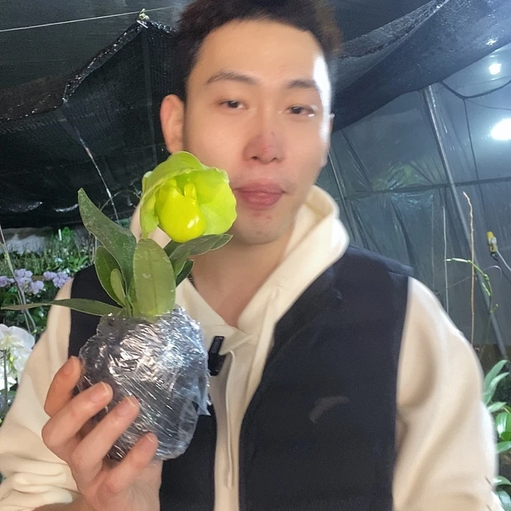 无花朵绿肉饼兜兰