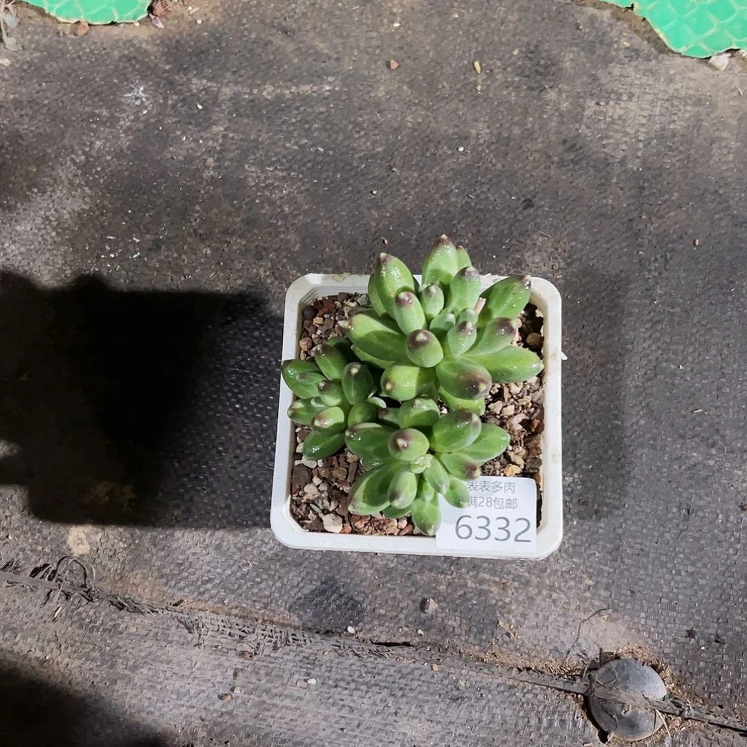 9号我们的确是一个6332