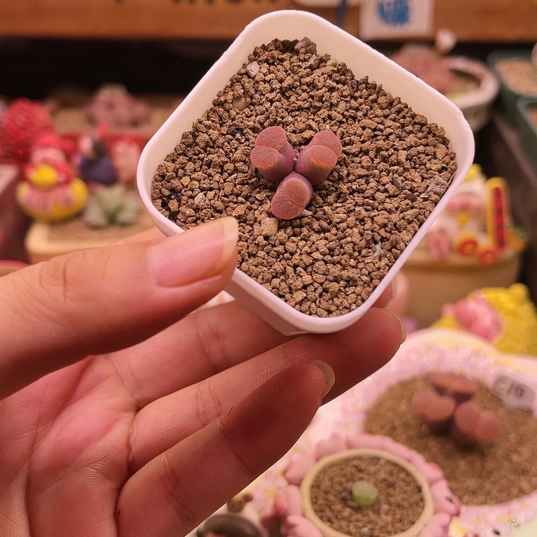 三头日本原株可带盆土发货