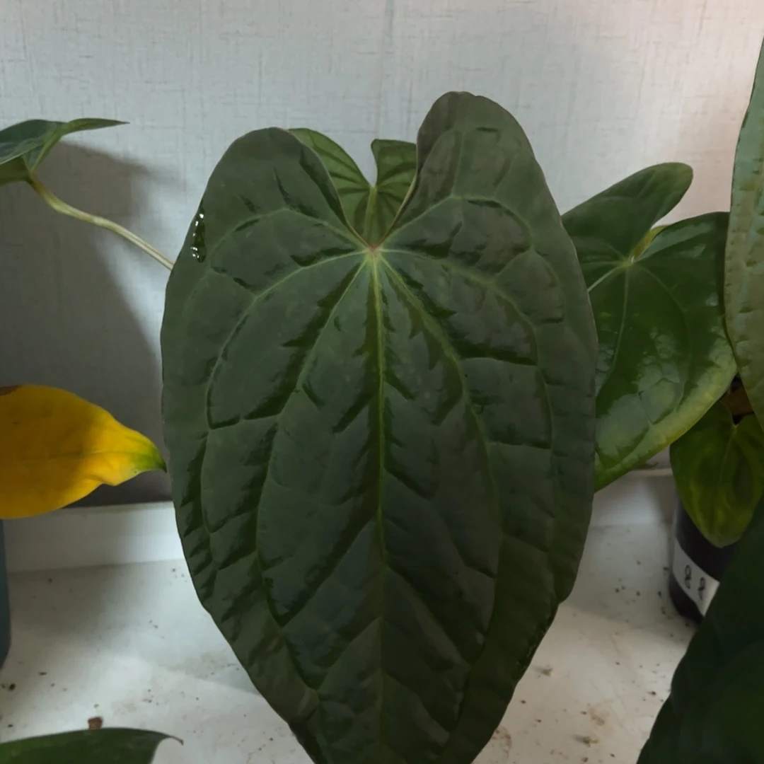 无花朵奢华杂5355