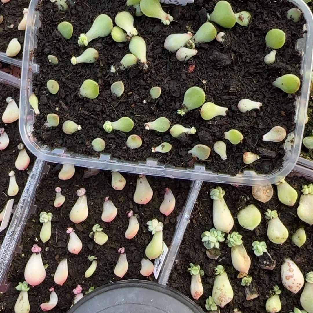 香菜芝麻穴一个满25包邮