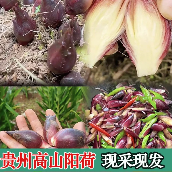 【现采现发】新鲜洋荷姜 阳荷笋 现摘现发  带泥发货新鲜采摘