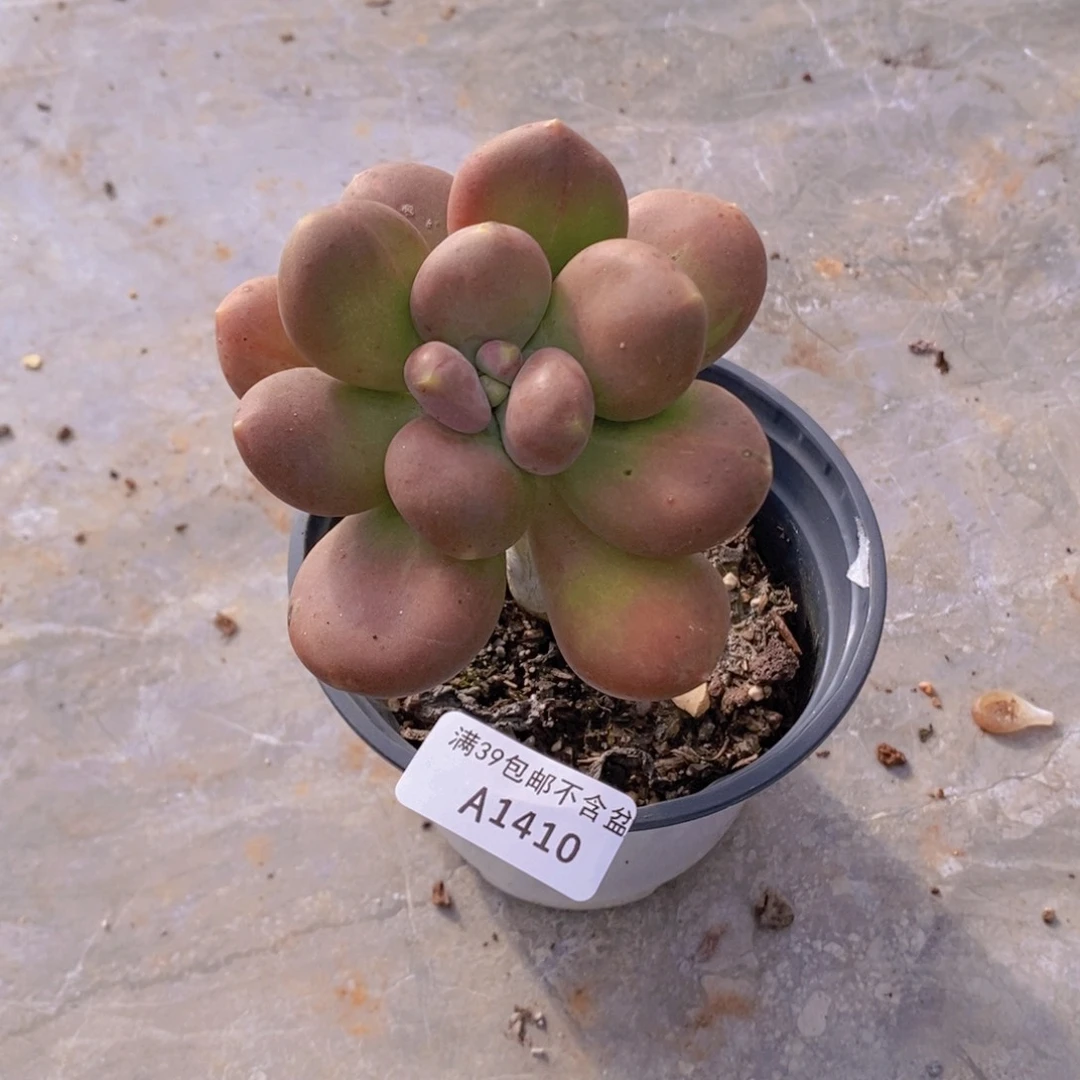 芒果奶单头1410多肉植物