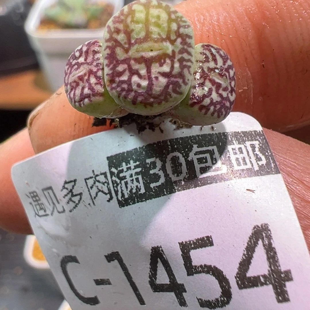 多肉植物1111111111111