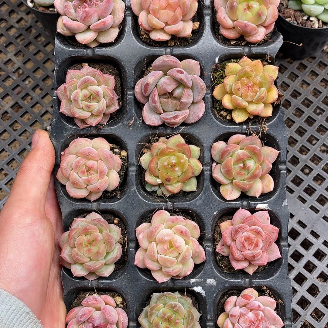 多肉一物一拍16-57