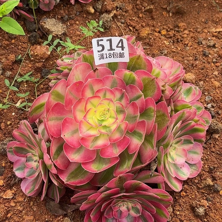 514倾城朵朵福利无根