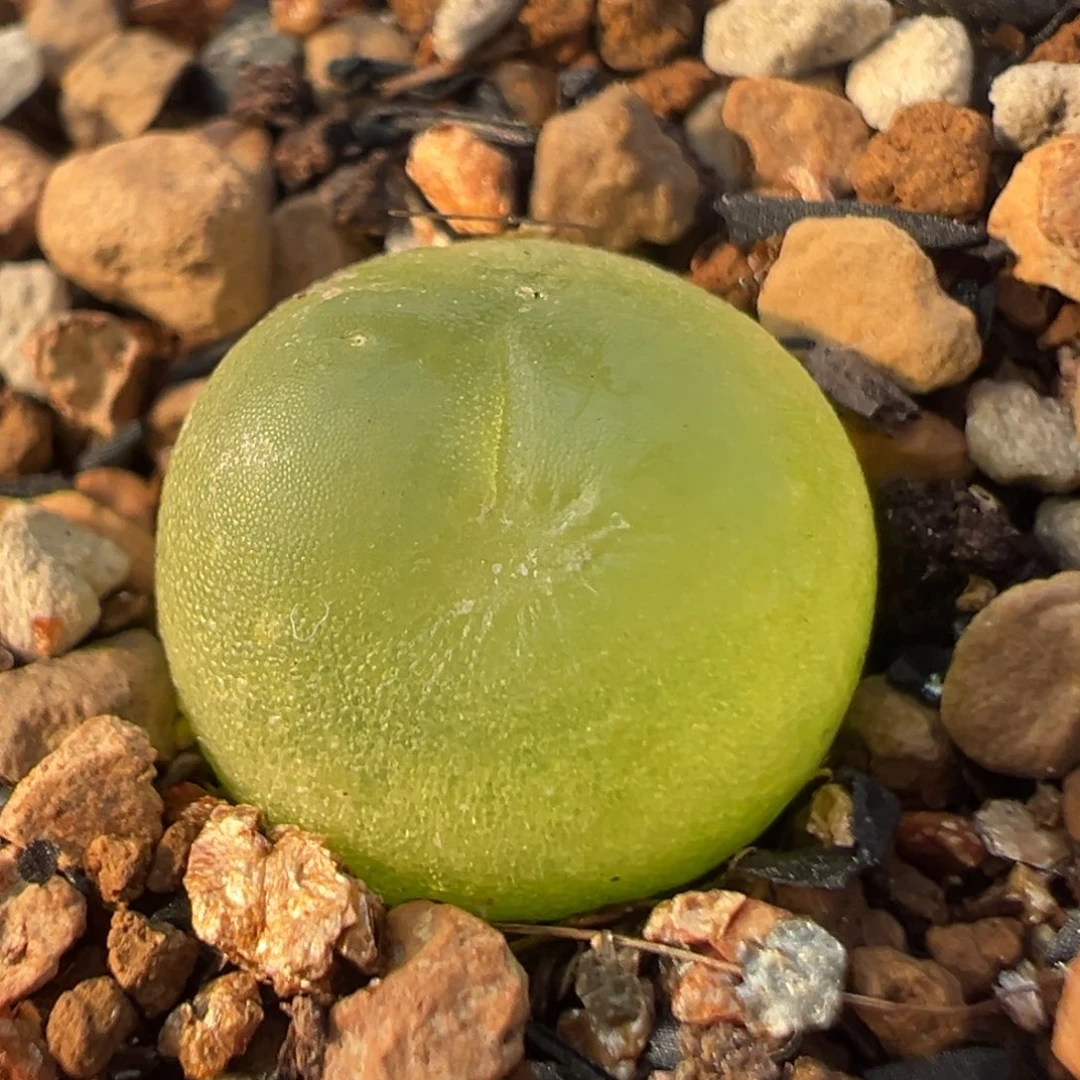 98多肉植物百科知识