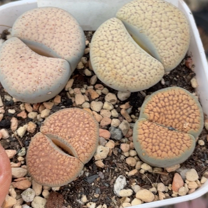 320血点潮贡母本带盆