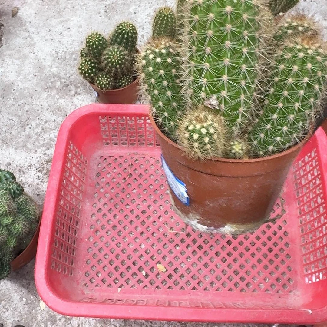 一***行无花朵蒙娜丽莎哈哈哈哈哈哈哈哈