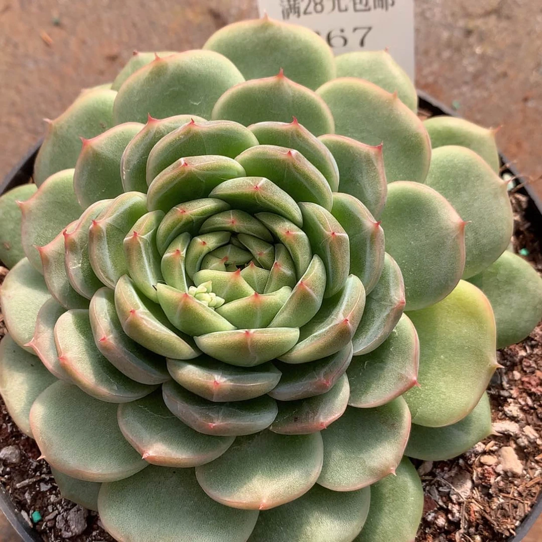 【闪购商品】云267号