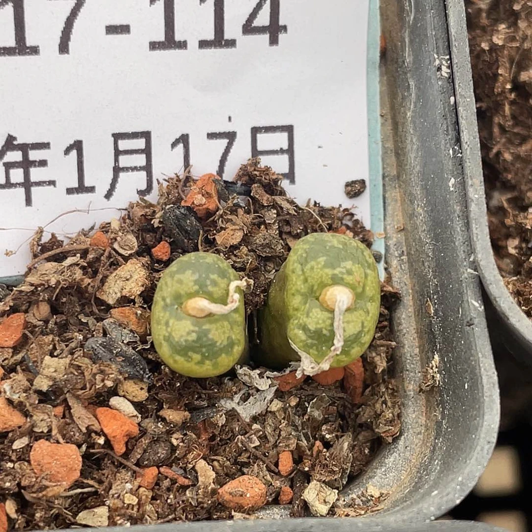 17-114勋章多肉植物