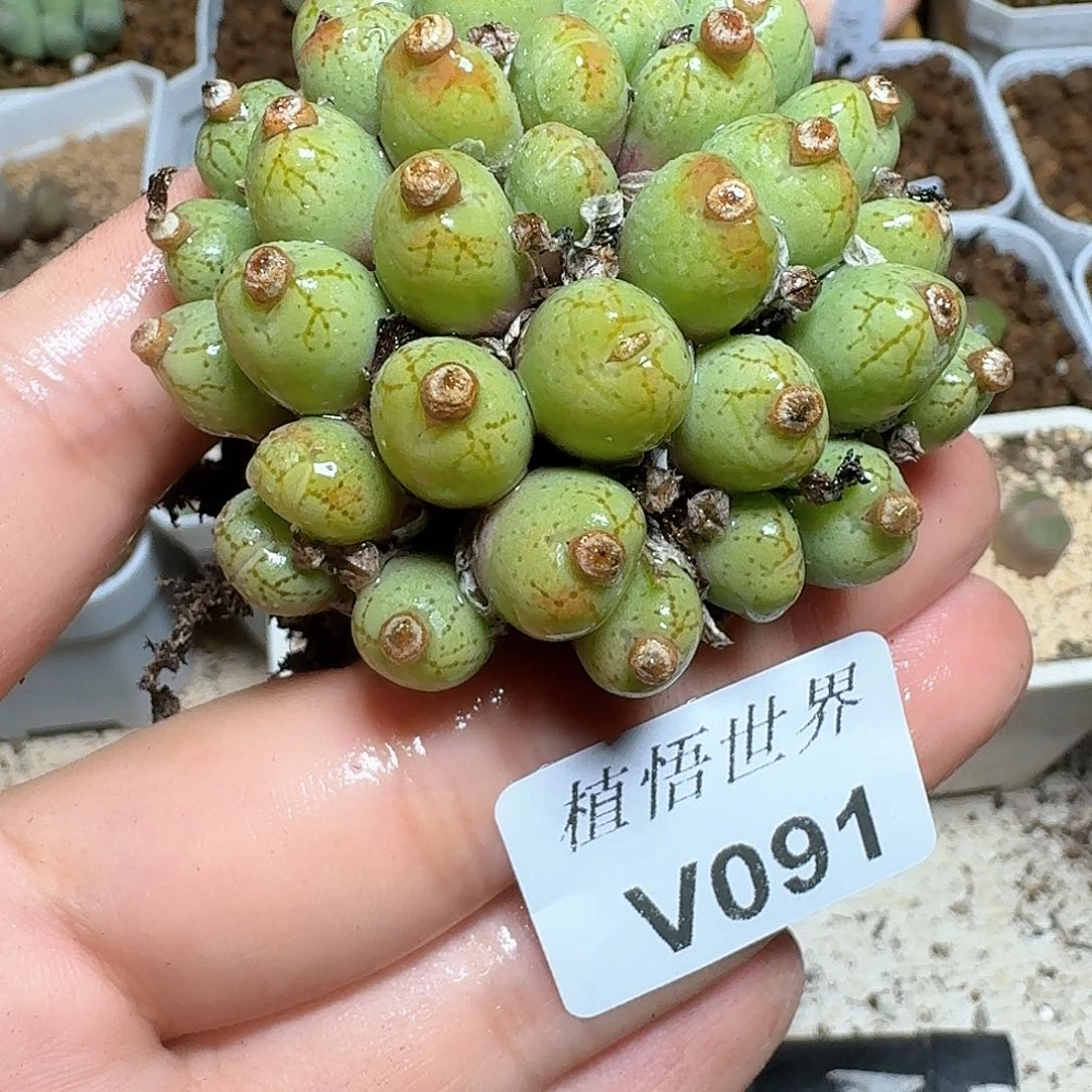 091号多肉植物哇vv