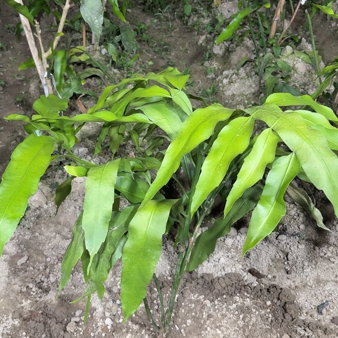 月***芽哈哈哈哈哈哈哈哈哈哈哈哈