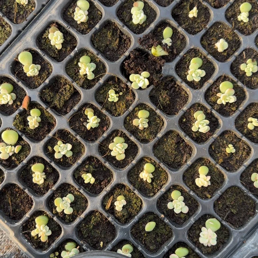 4个628 穴满25包邮