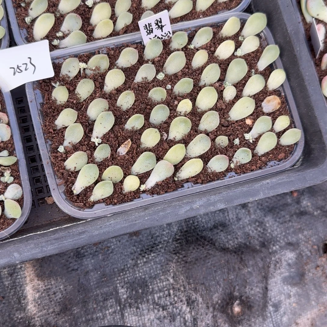 2523 一半托满20包邮