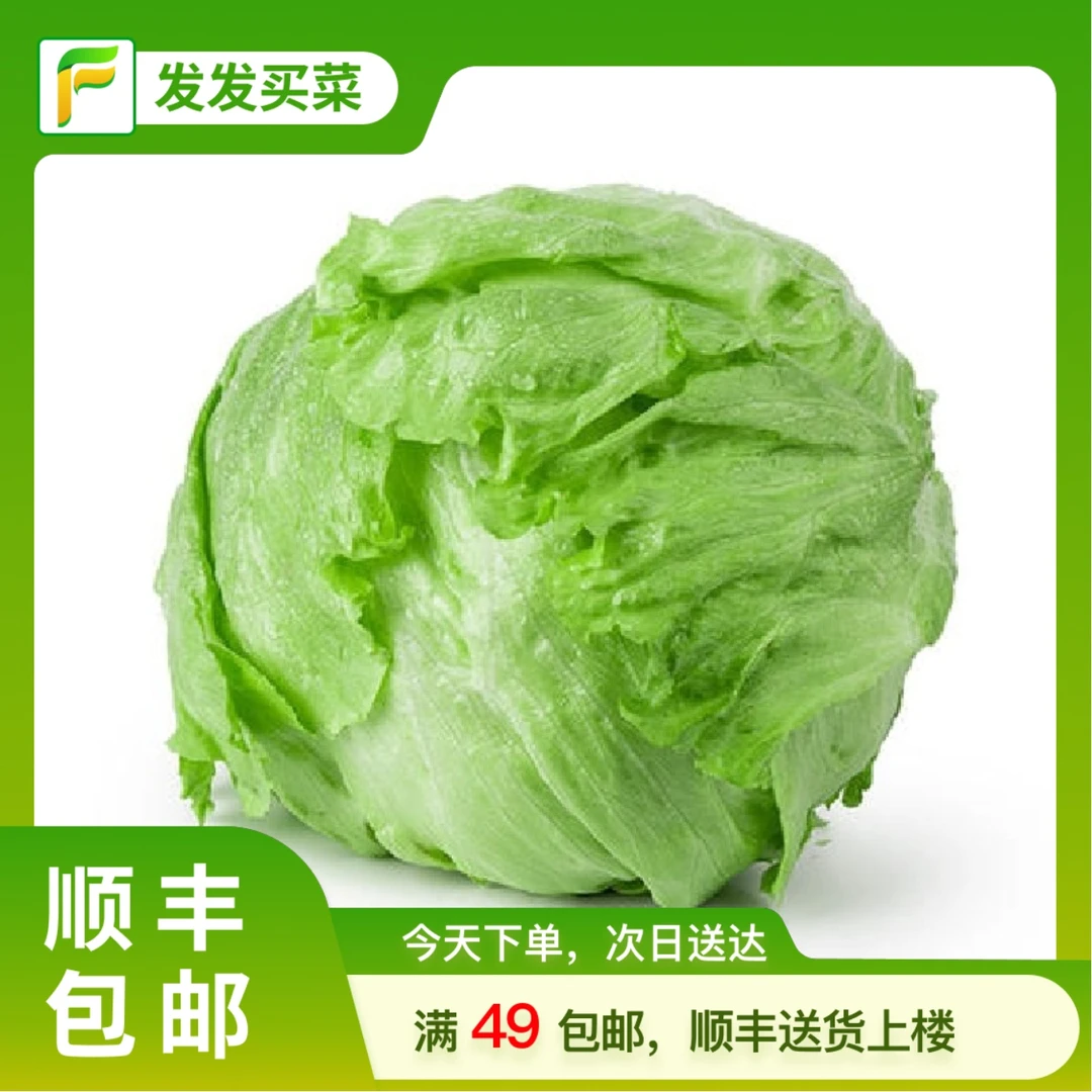 北京直发西生菜约0.6-0.8斤/份球生菜西生菜生菜