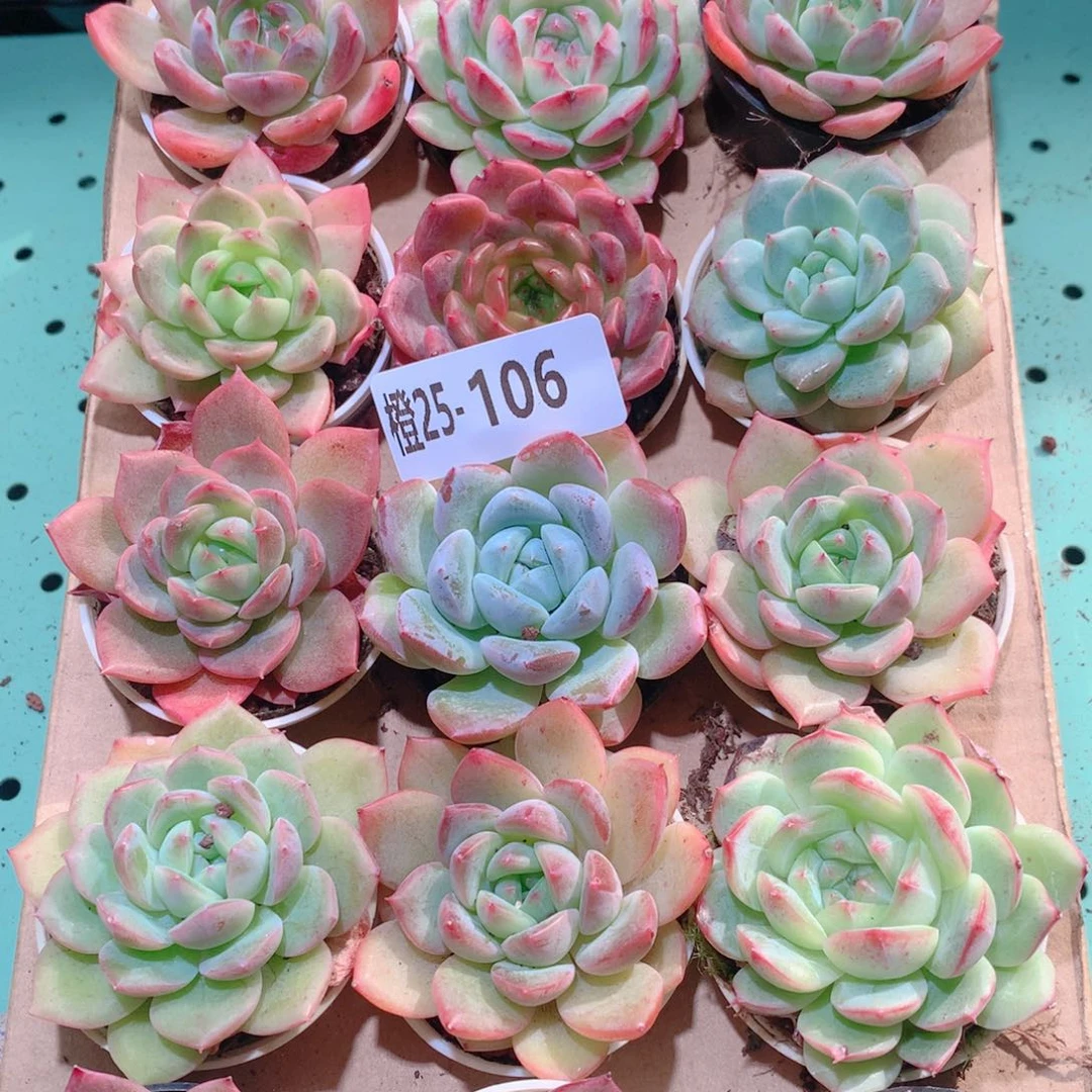 25-106一物一拍多肉带盆18颗