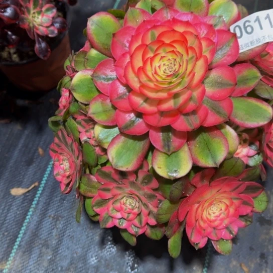 荔枝0611111开播福利