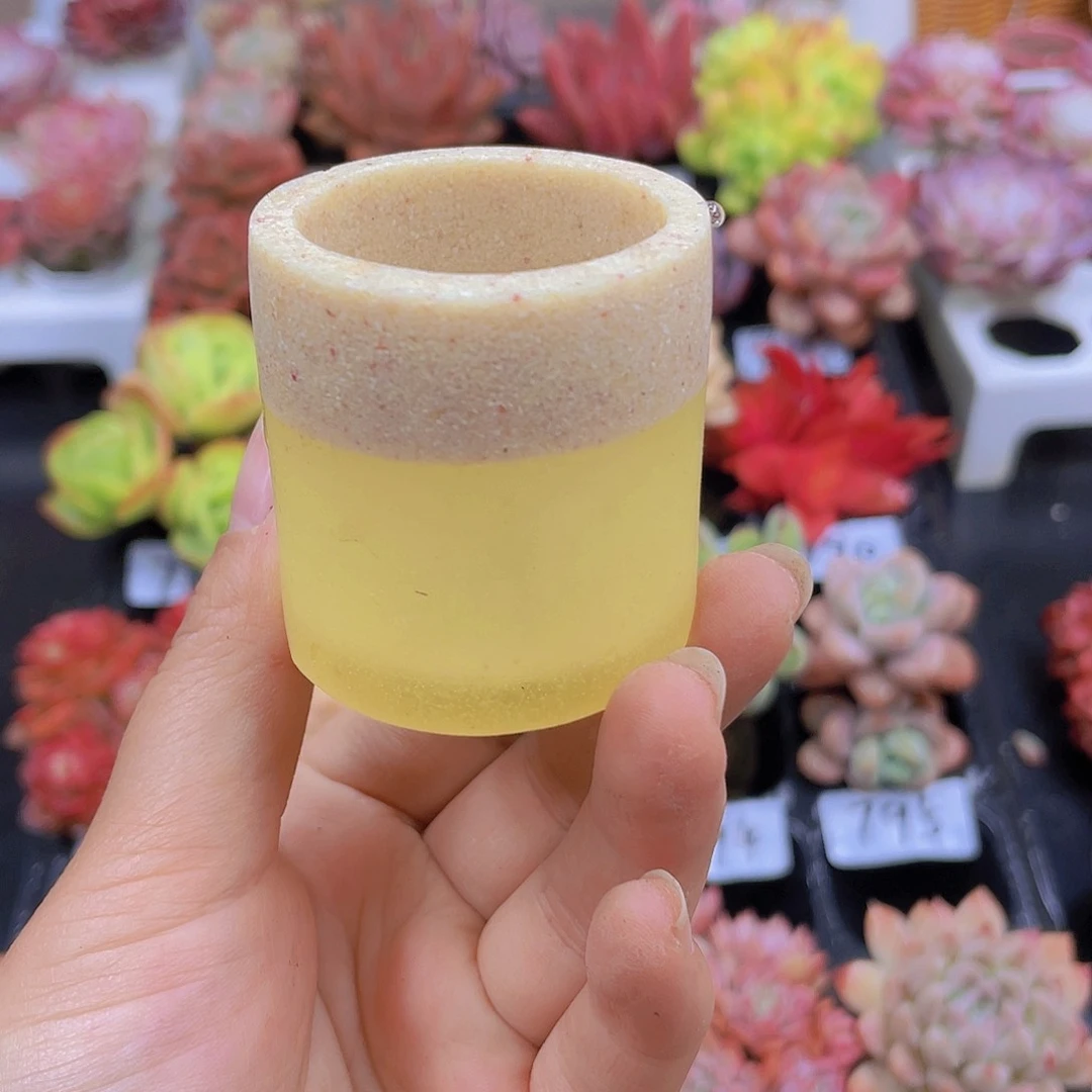 多肉无土栽培多肉植物