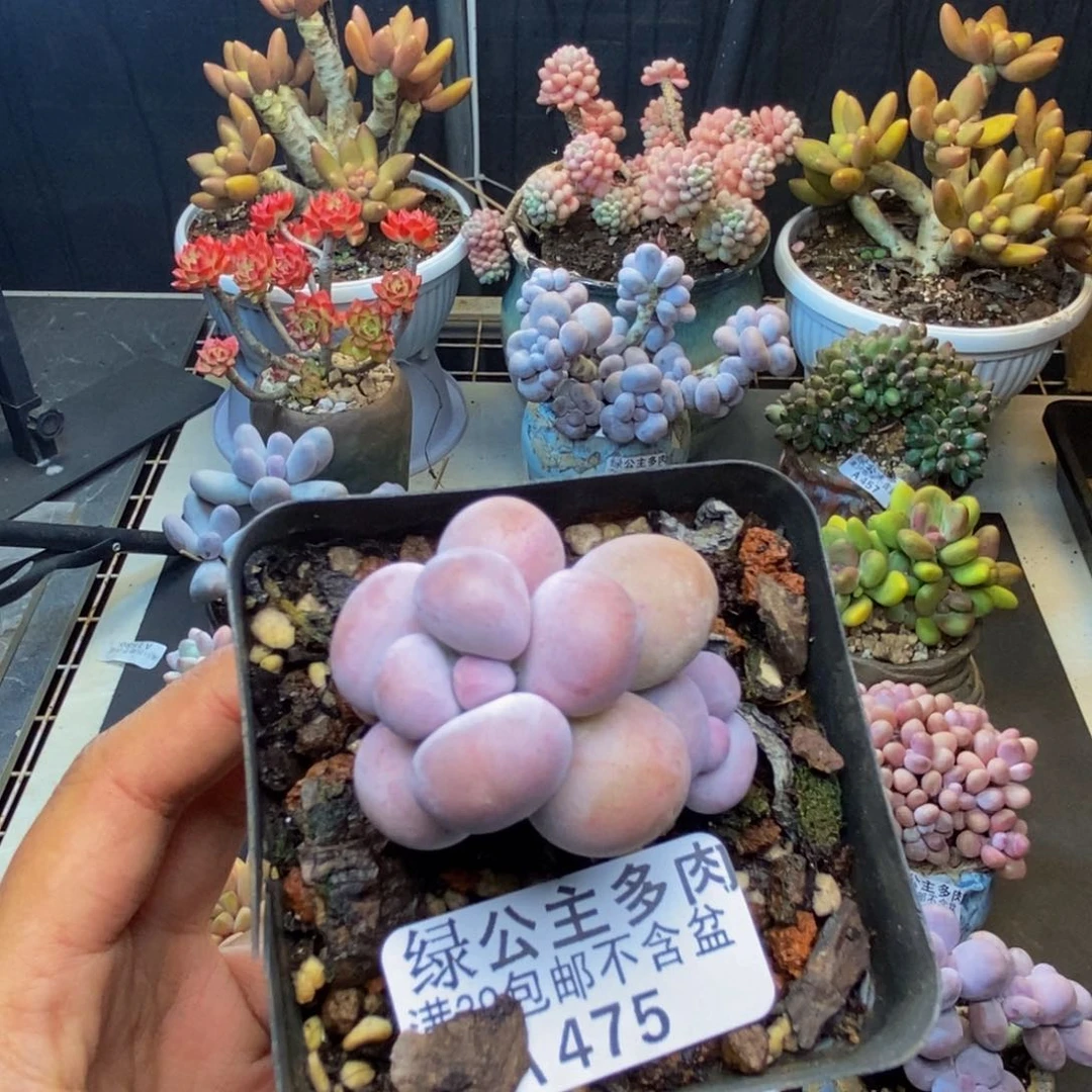 475芭比奶多肉4cm
