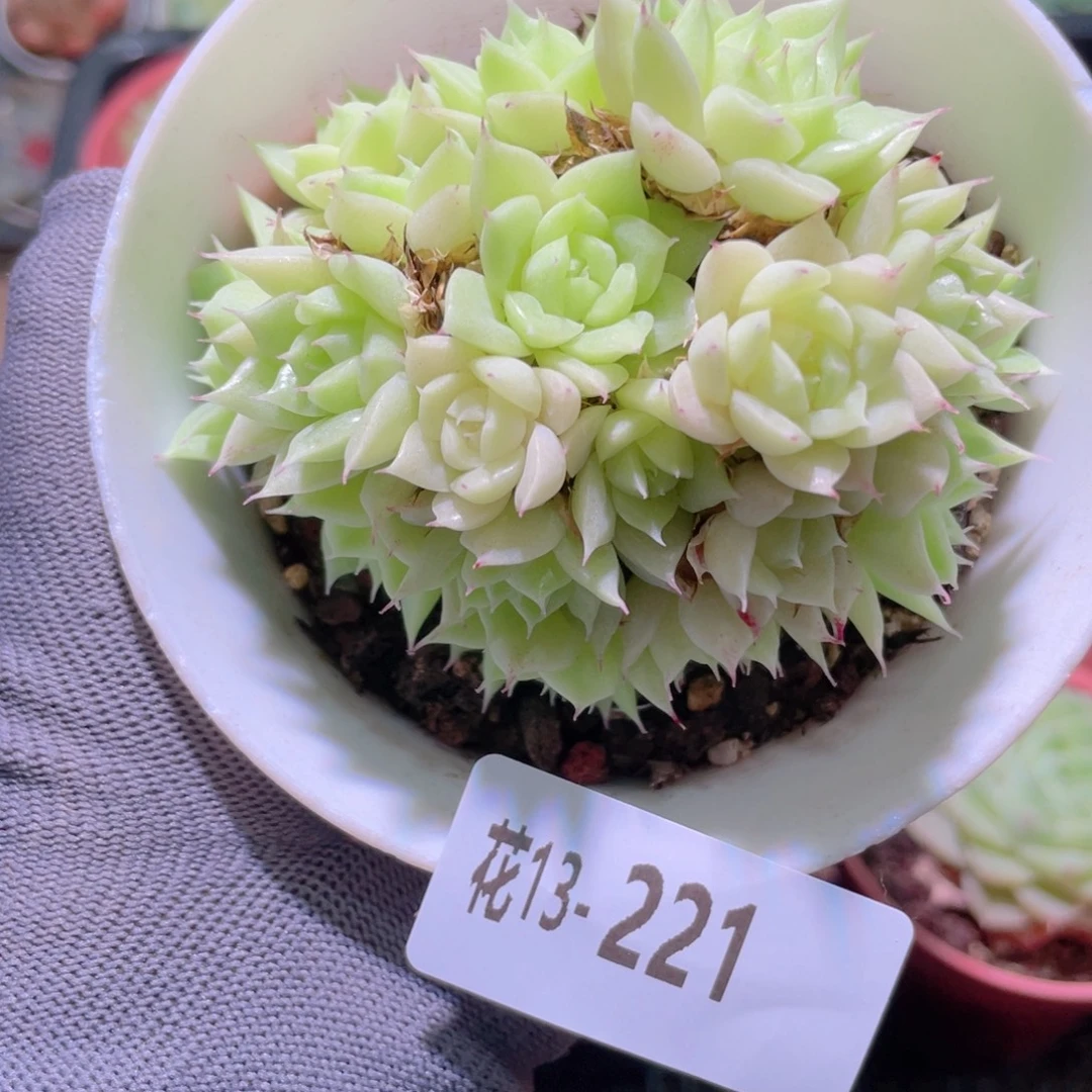 花利美13-221麦秆