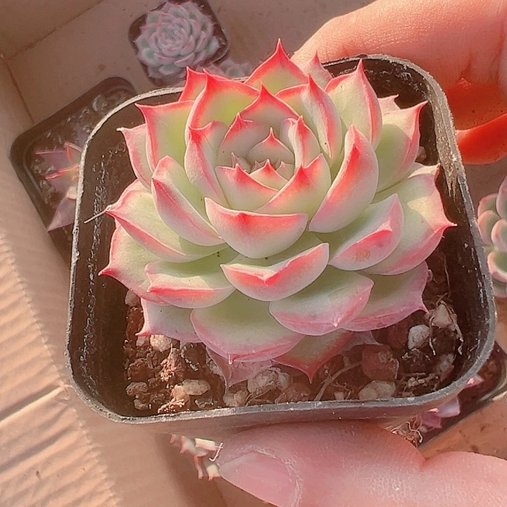 侧影精品多肉植物大战
