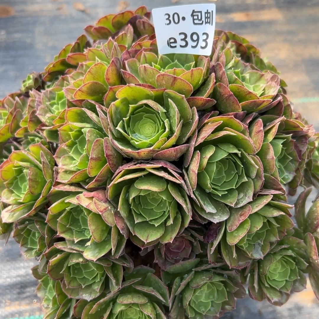 393万圣夜多肉法师