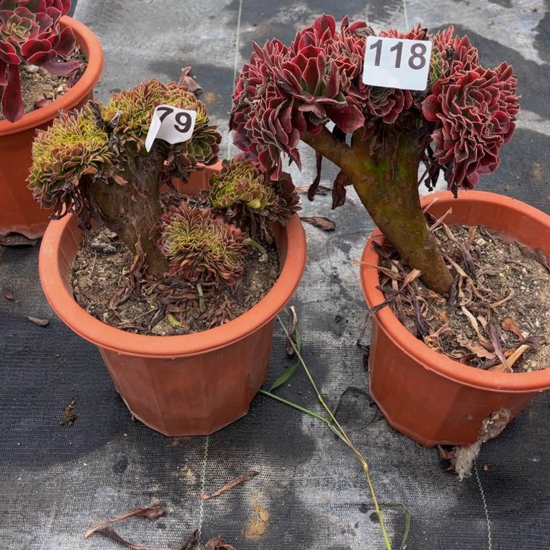 多肉植物缀化组合118、079