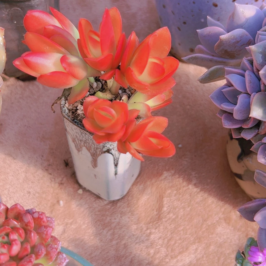 【闪购商品】火季3.8