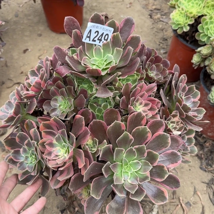 金丝缺……多肉植物……