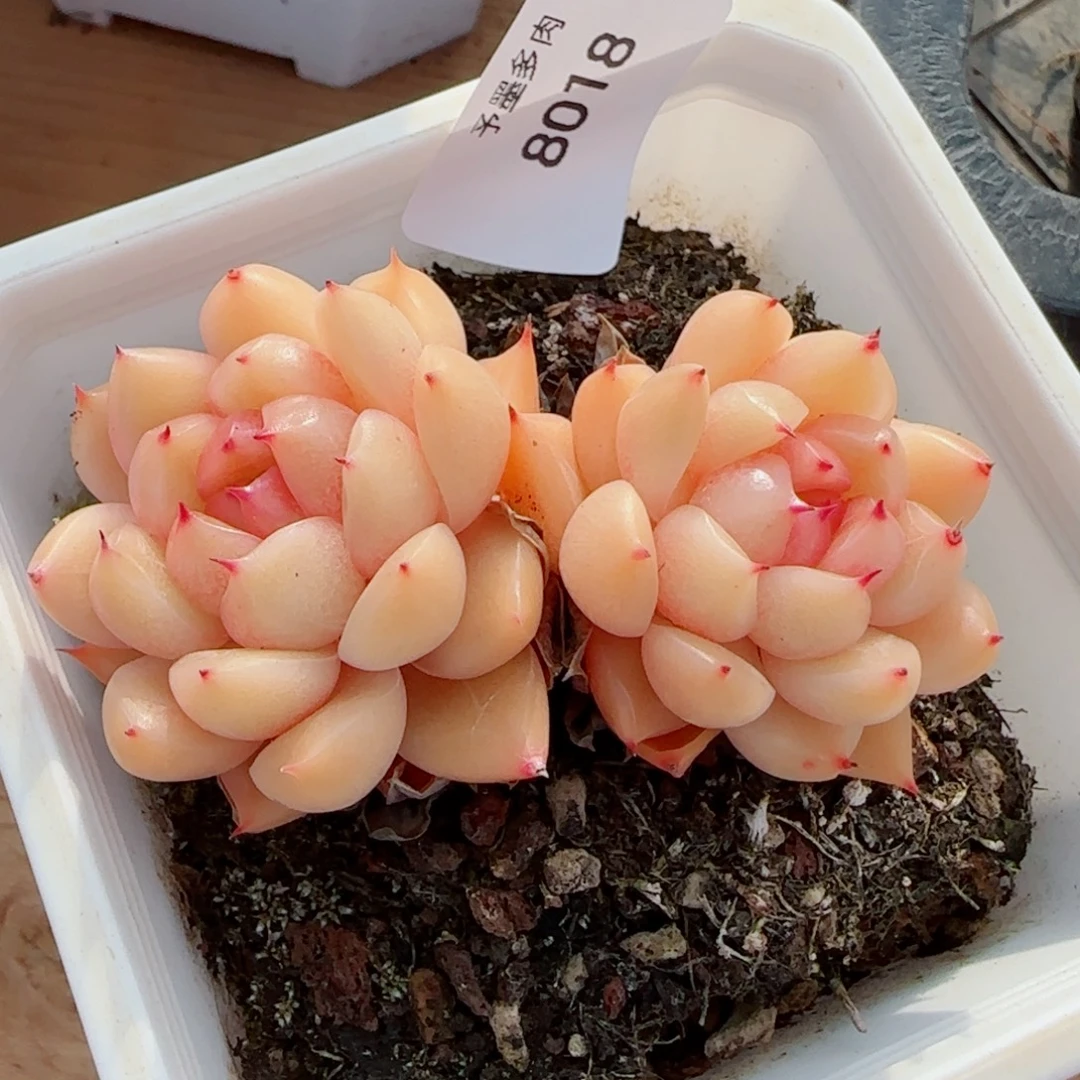 新品，知秋珍妮，8018多肉植物