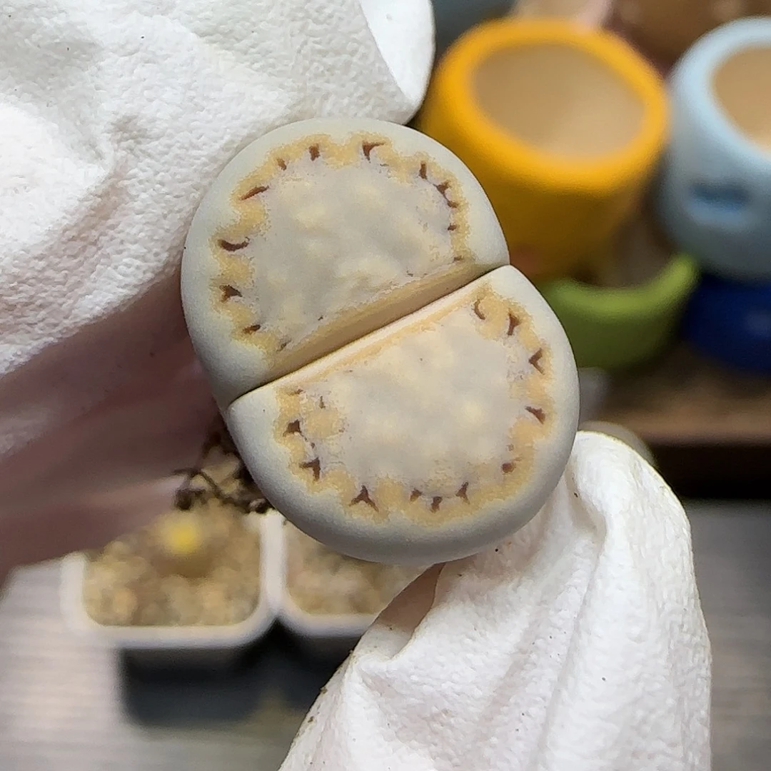 11.18.c216饼干.9046尺寸1.7cm