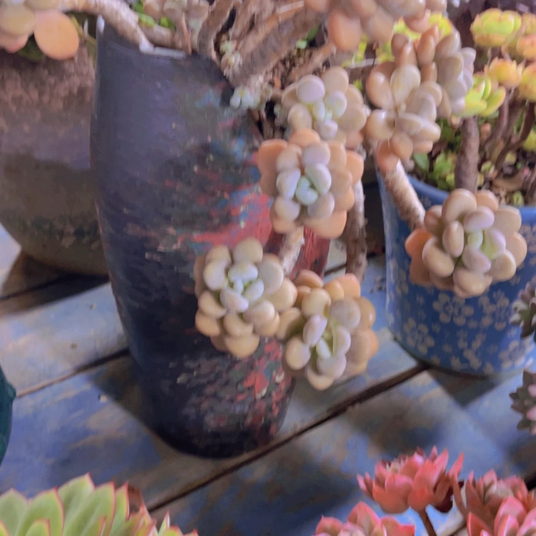 泡***泡多肉植物保护研究所所长的