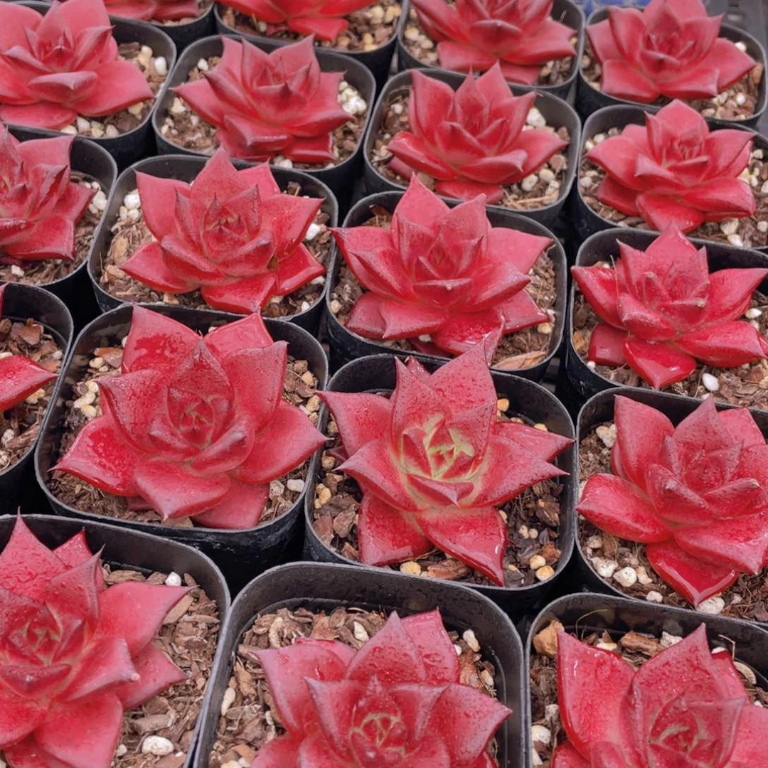 量拍35号 血色罗宾单头一个