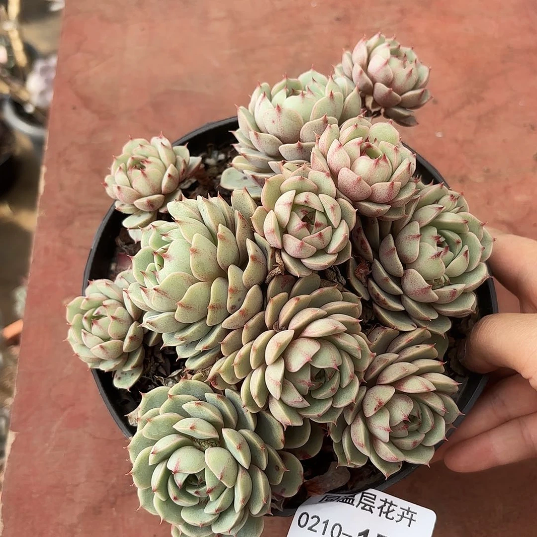 同温层多肉笨吧179