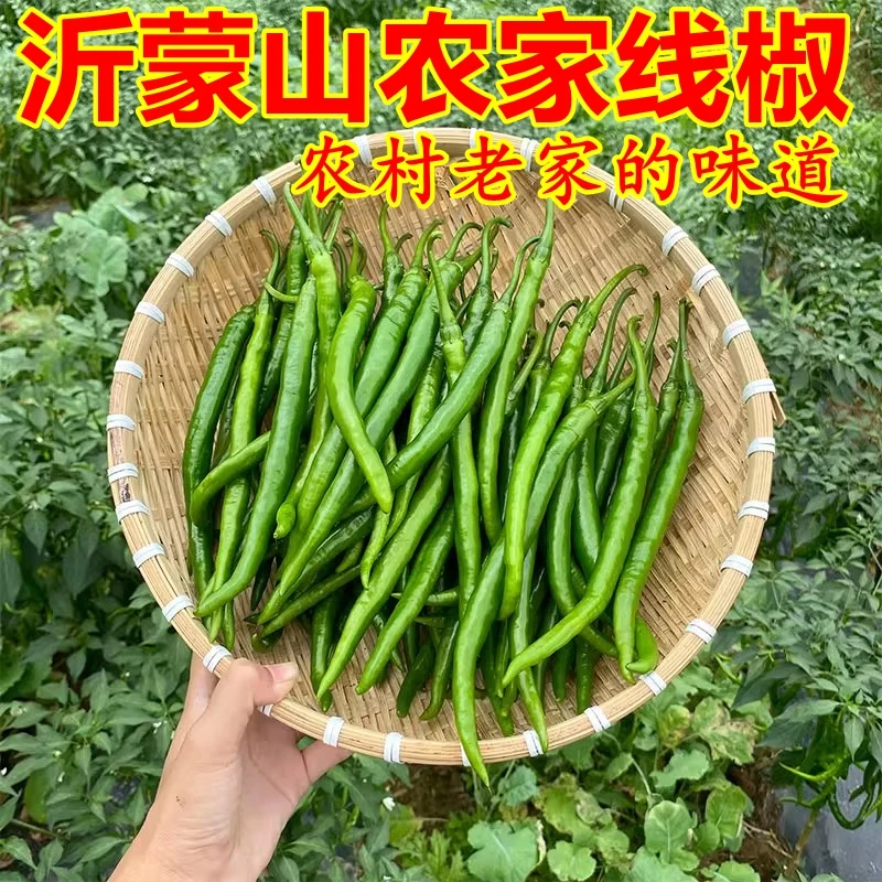 山东新鲜青辣椒线椒青椒中辣新鲜蔬菜农家尖椒