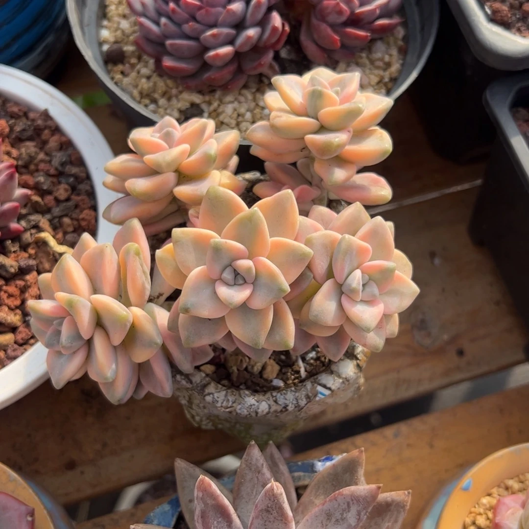 多肉美杏锦【非偏远地区满18包邮】