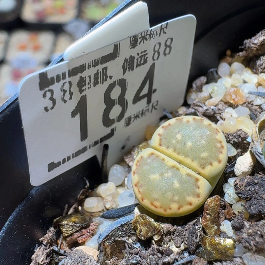 Ssss精品生石花184