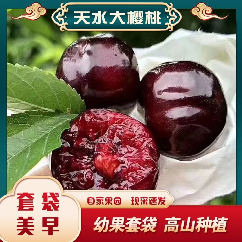 天水套袋3斤美早大樱桃产地直发樱桃当季新鲜水果孕妇车厘子